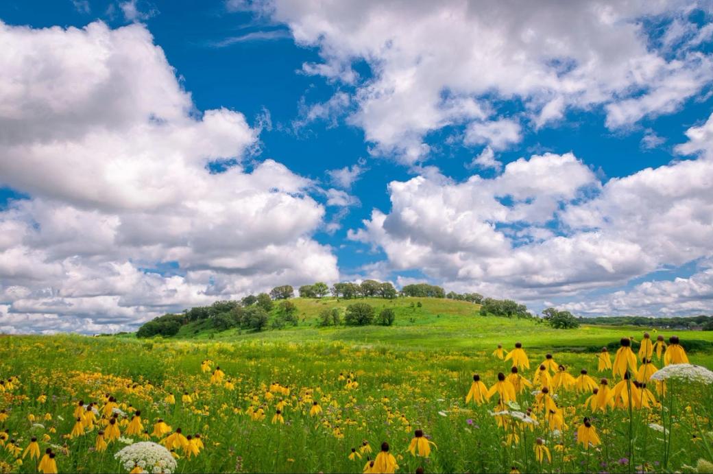Rolling green hills with wildflowers.