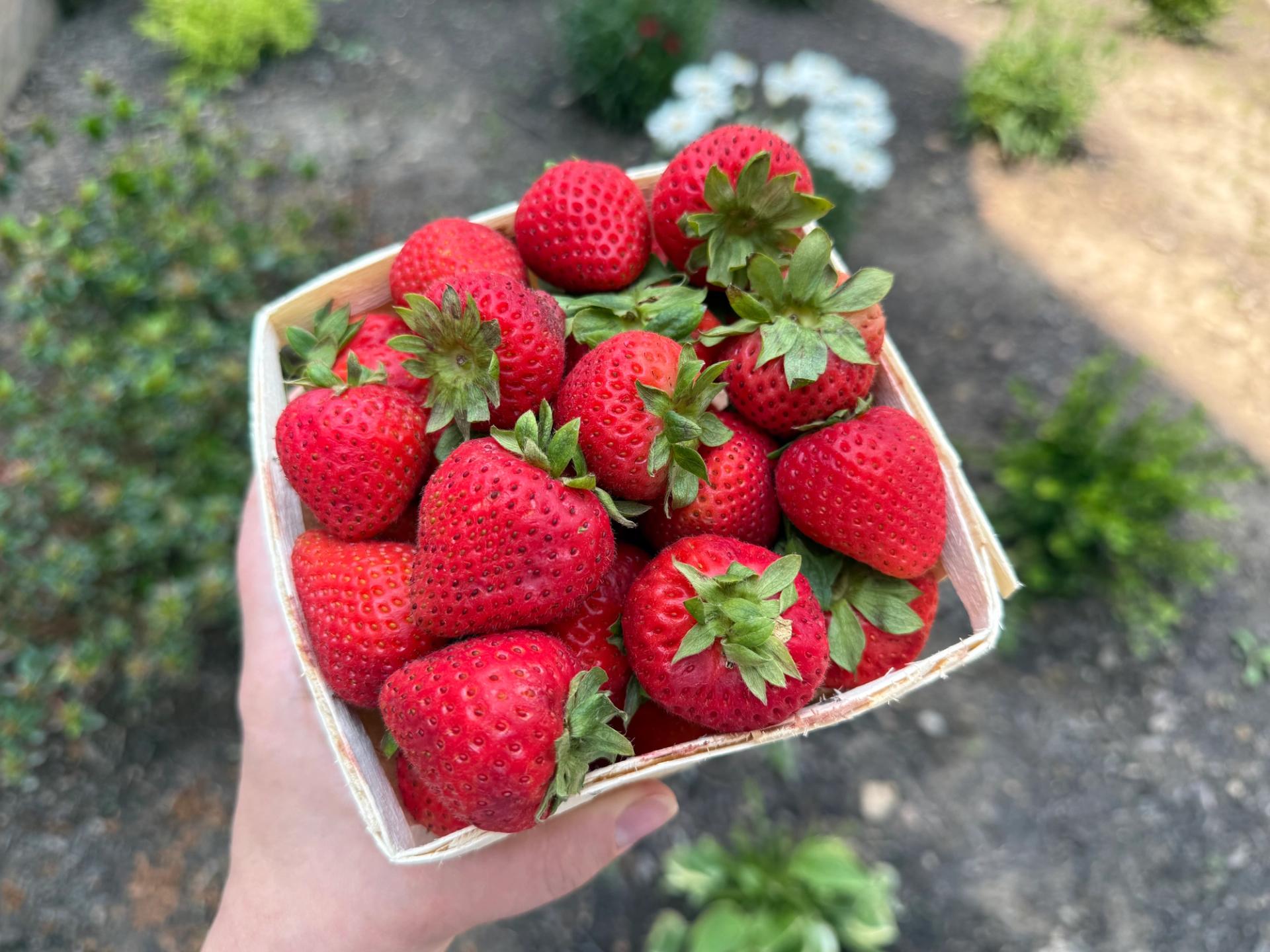 pint of strawberries
