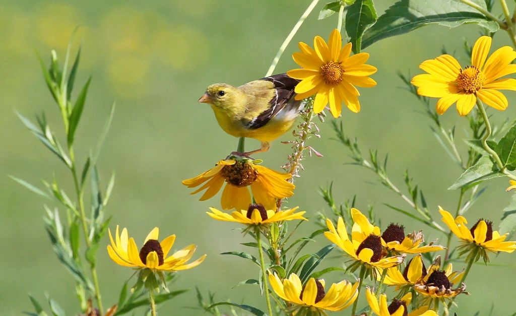 Native plans play an important role for countless wildlife species in Wisconsin. (DNR)