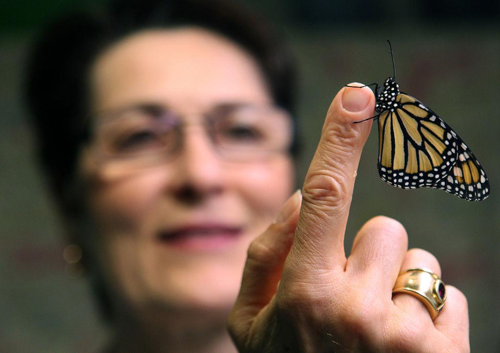 A monarch butterfly rests on a Chicagoan’s finger