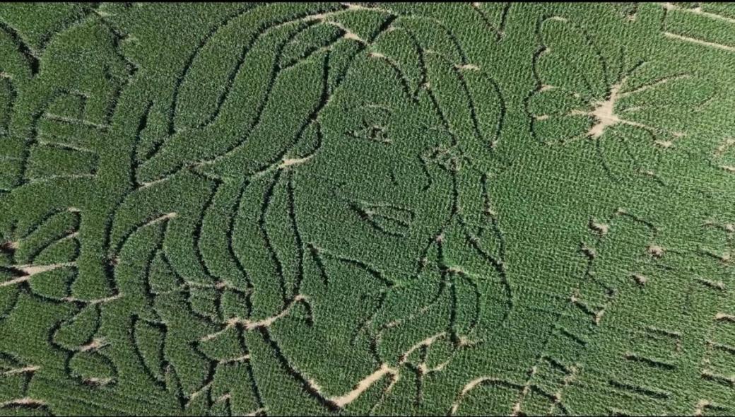  A green corn maze where the paths outline Dolly Parton’s face and other familiar icons from her music and life. 