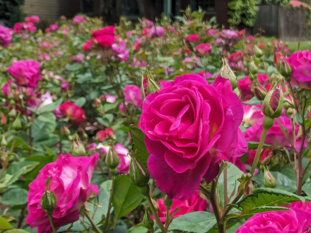Large group of pink roses in bloom