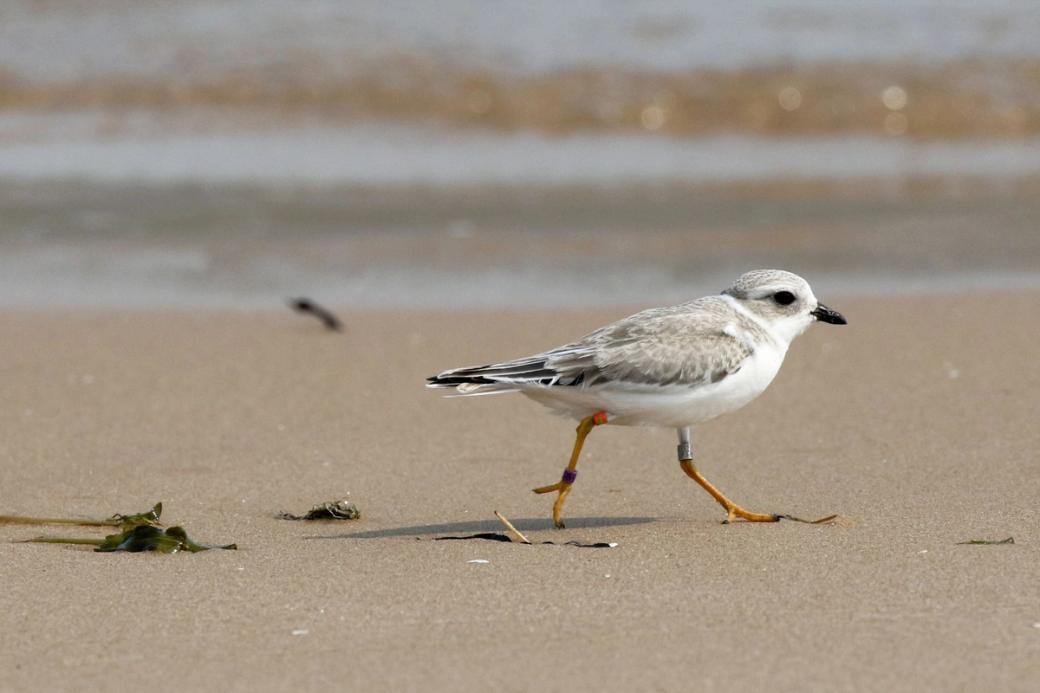 A white and grey bird walking on a sandy beach in front of water