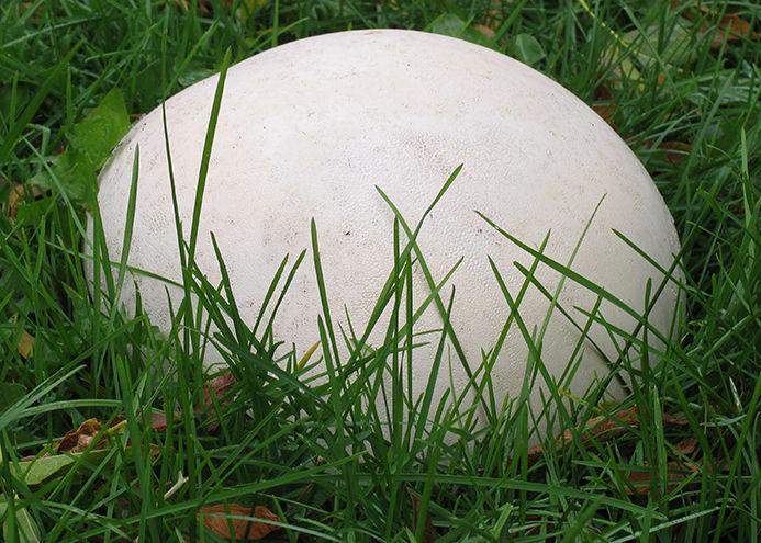The giant puffball mushroom