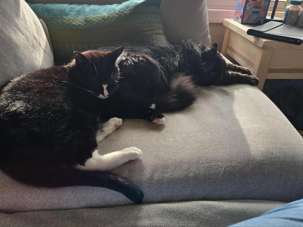 A black cat and a tuxedo cat cuddling on a gray couch.