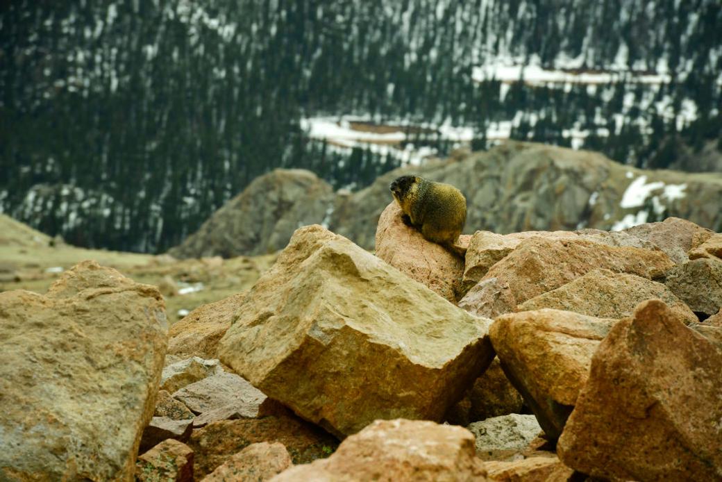 Marmot in the Rocky Mountains sits on a rock on a peak with snow in the background