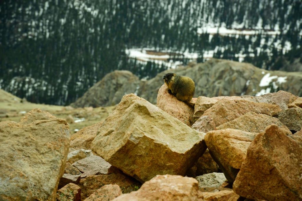 Marmot in the Rocky Mountains sits on a rock on a peak with snow in the background