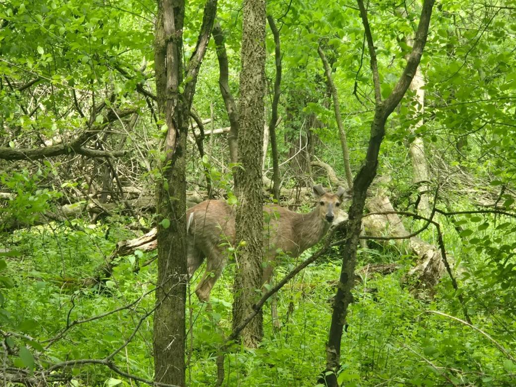 A deer hidden in a bright green forrest
