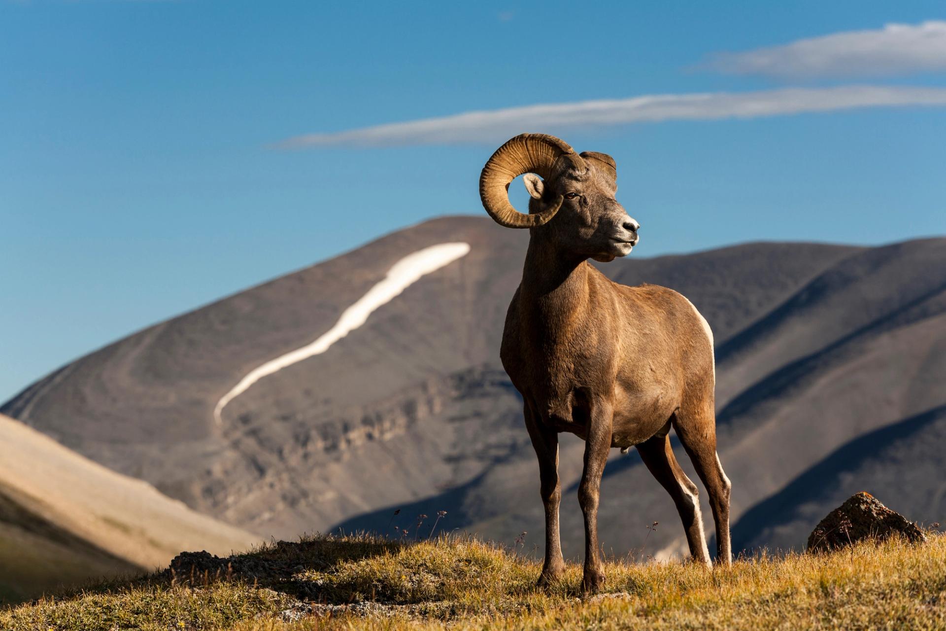 a ram stands majestically in the mountains