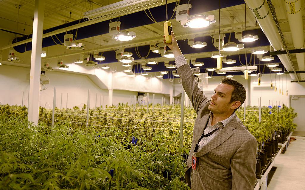 Person stands in marijuana grow house in Denver with plants in the background