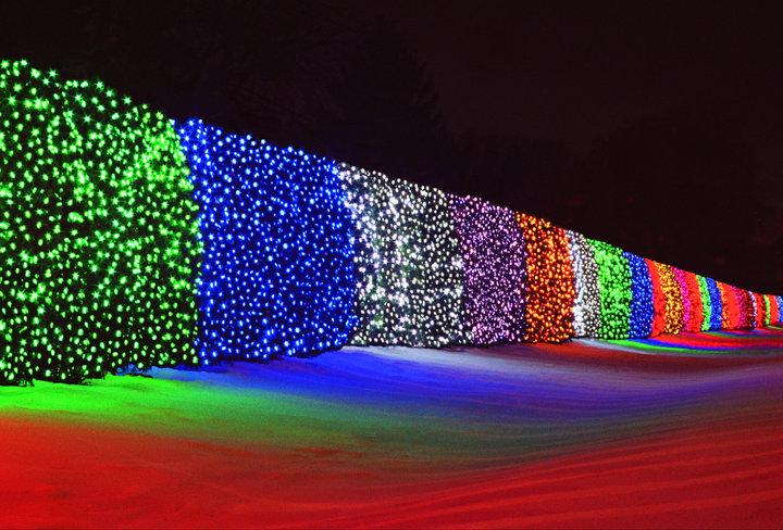 A row of bushes covered in lights at night.
