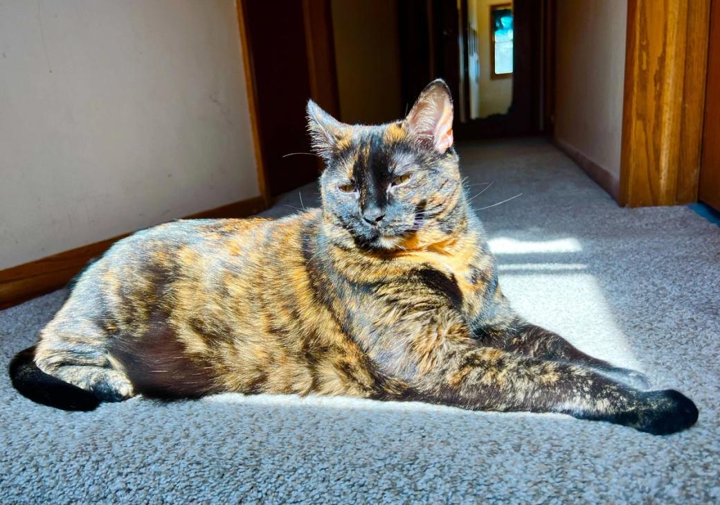 Cat laying in the sunlight on a carpeted hallway