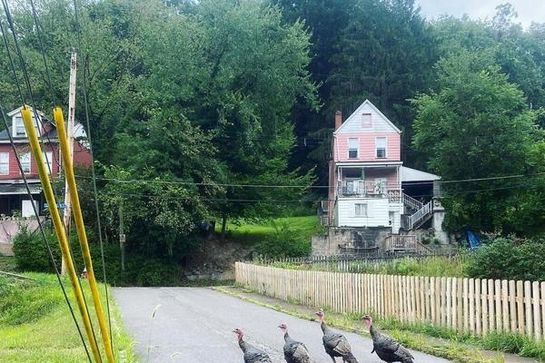What To Do About Pittsburgh’s Wild Turkeys image