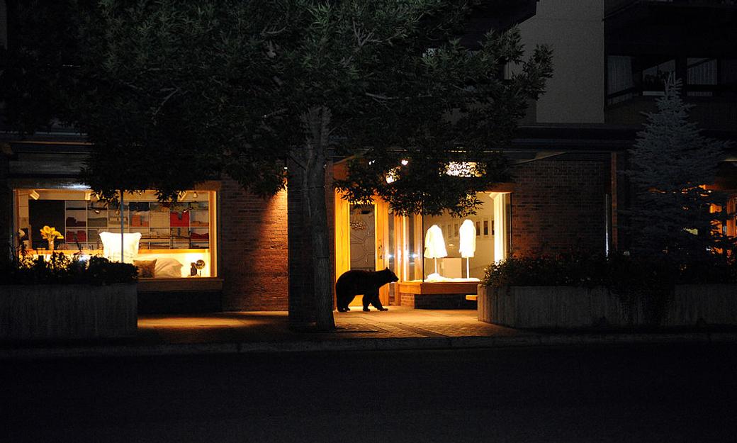 Bear walks by home at night in Colorado