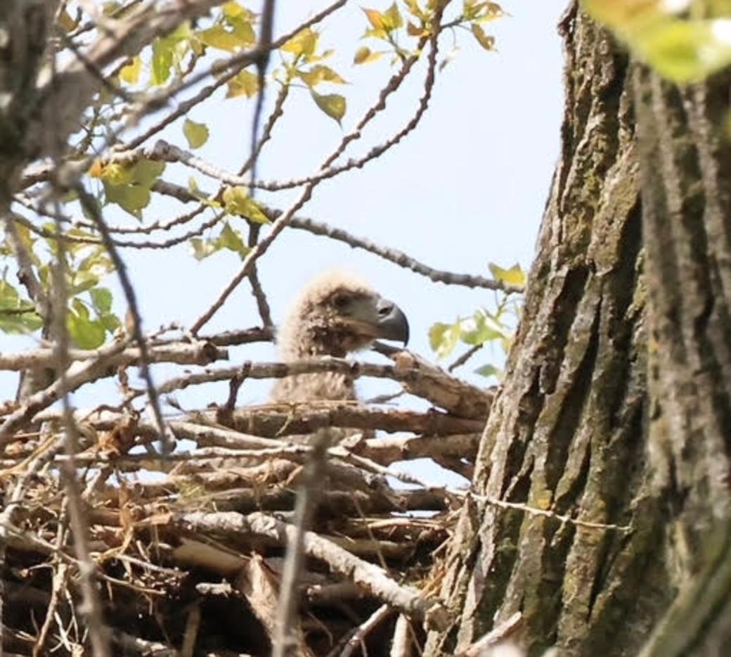 A baby eagle in a nest in a tree