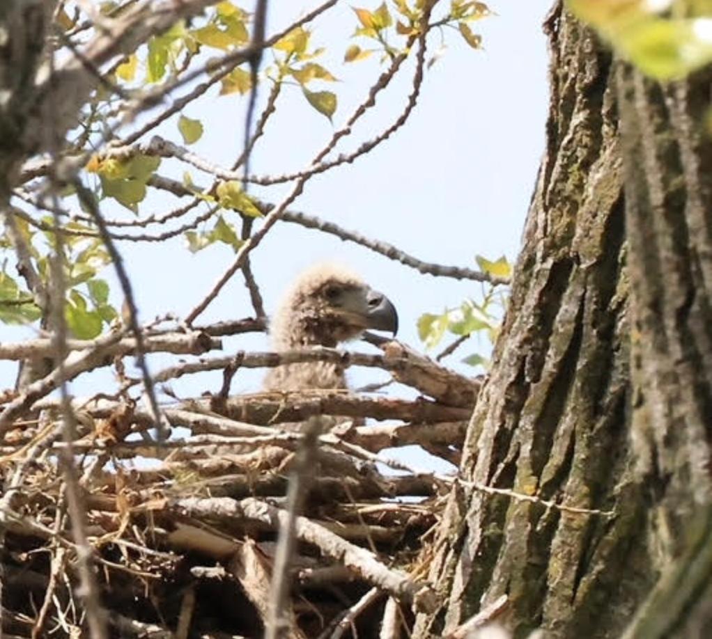 A baby eagle in a nest in a tree