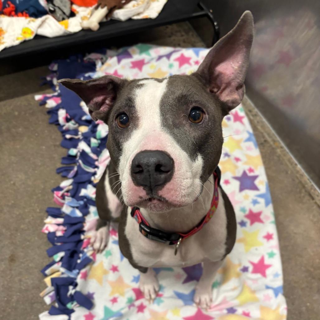 Dog sitting on fleece blanket looks up at camera