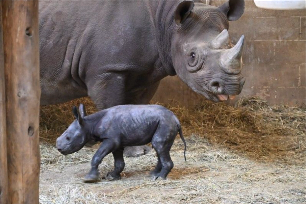 Mother and baby rhino standing in zoo enclosure that has hay on the floor