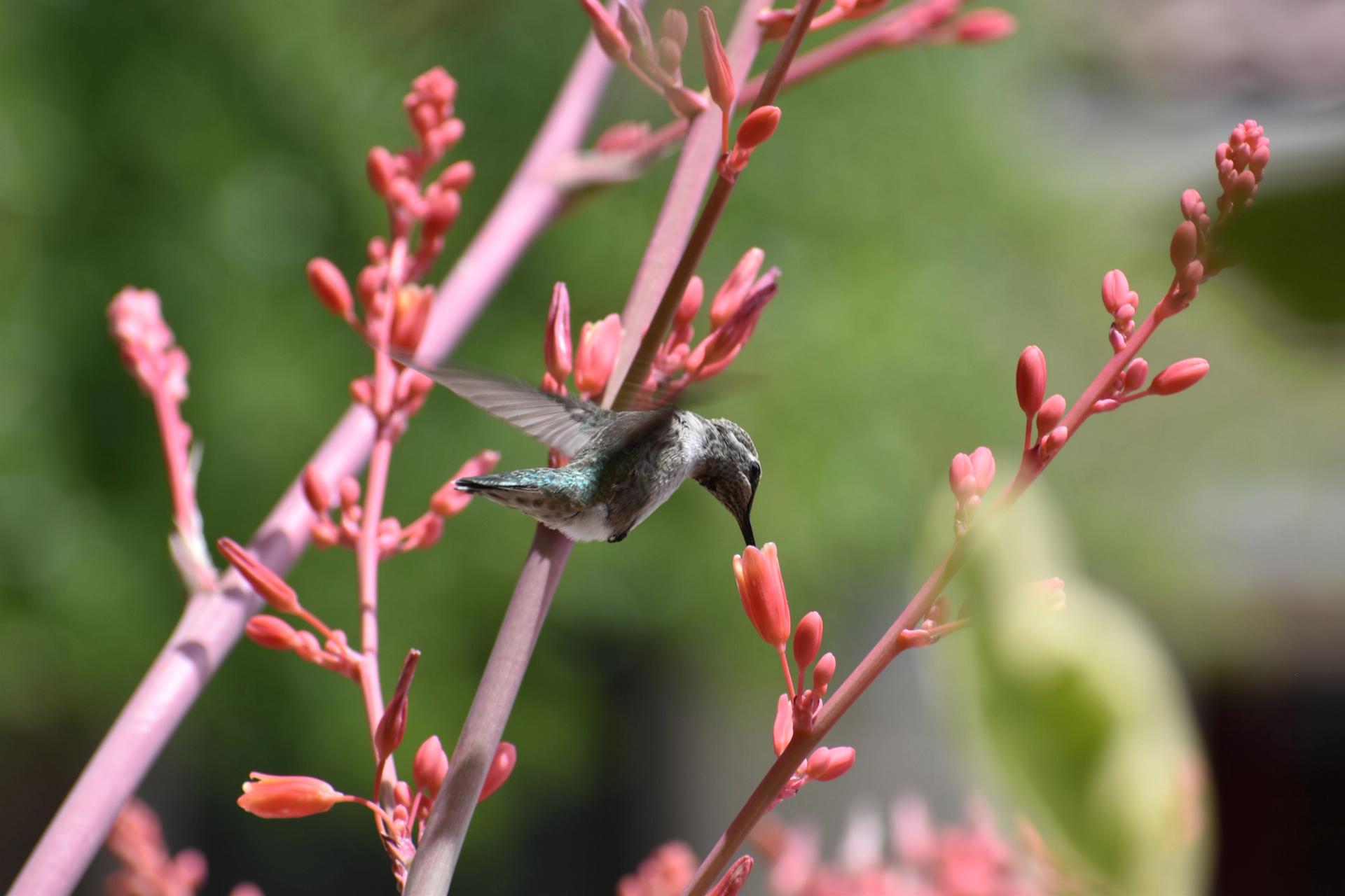 Photo of hummingbird on native Southern Nevada flower.