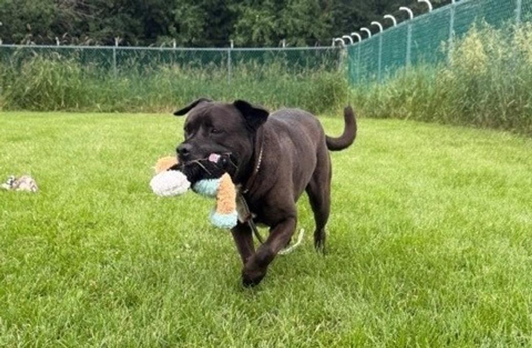 A brown dog in a backyard holds a stuffed toy in its mouth