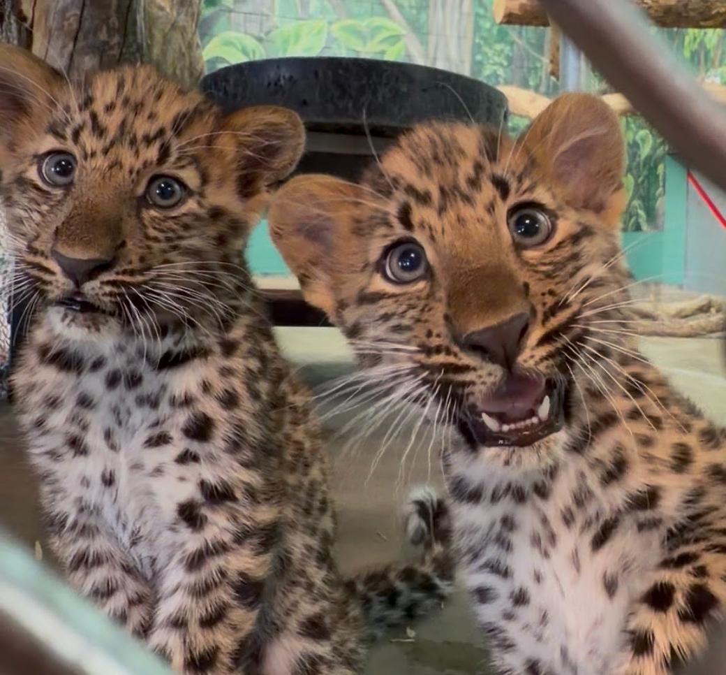 Two leopard cubs