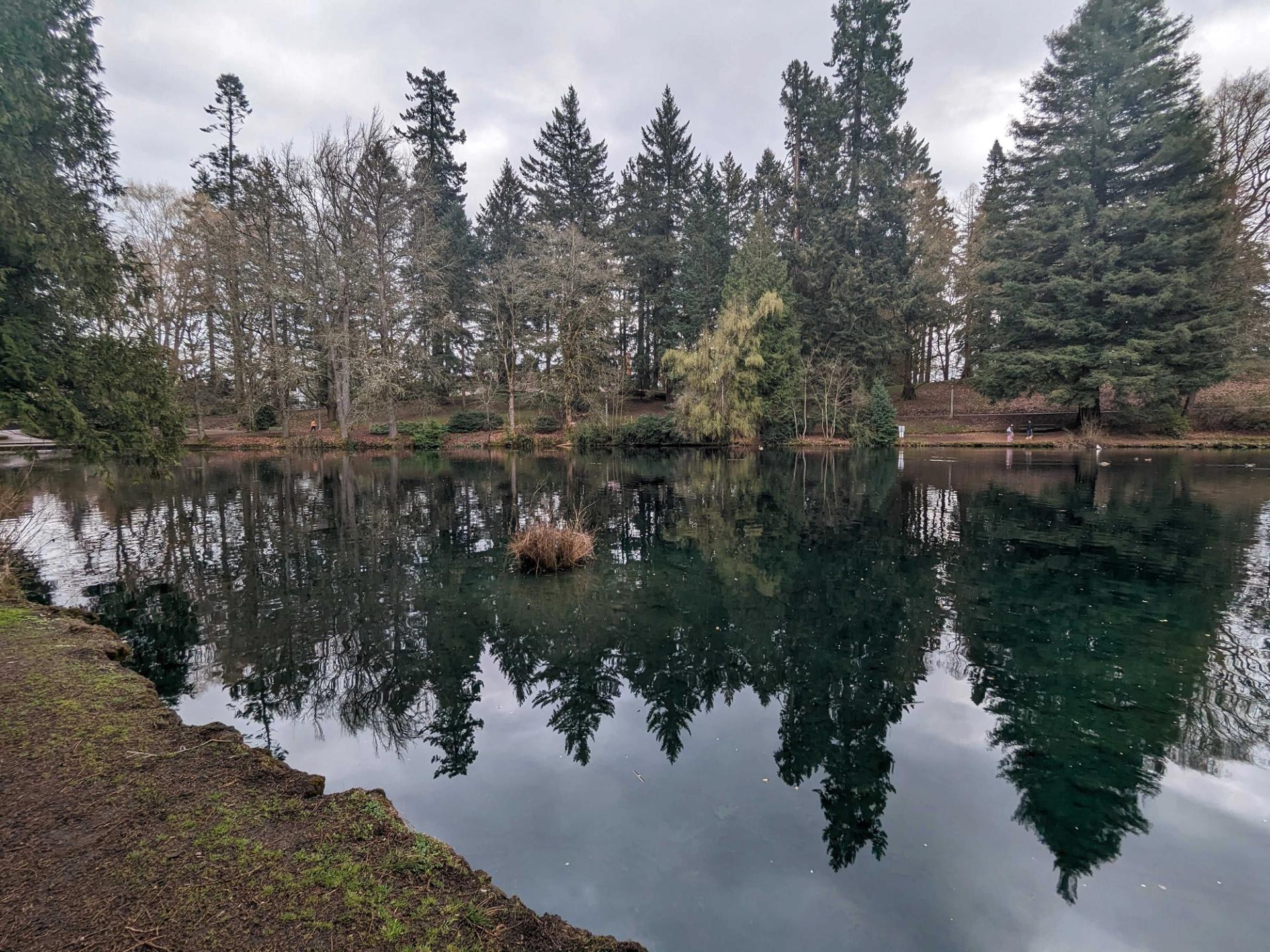 pond with trees around it, and reflected in the water