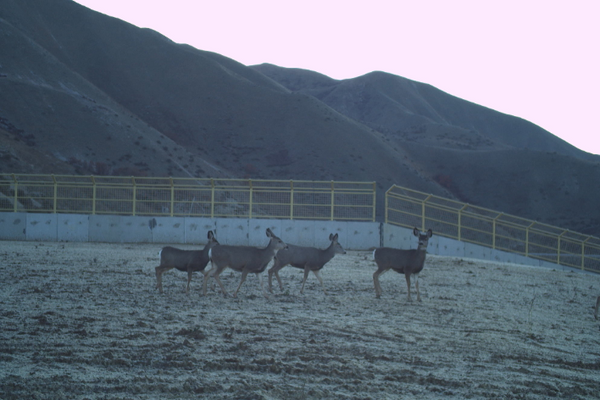 The Boise River Mule Deer Migration & Overpass image