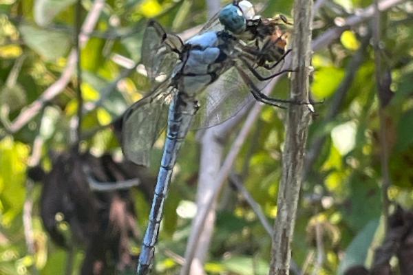 What To Know About These Dragonflies  image