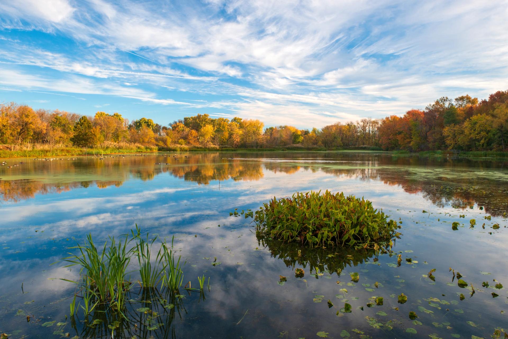 A photo of trees and a body of water at John Heinz Wildlife Refuge.