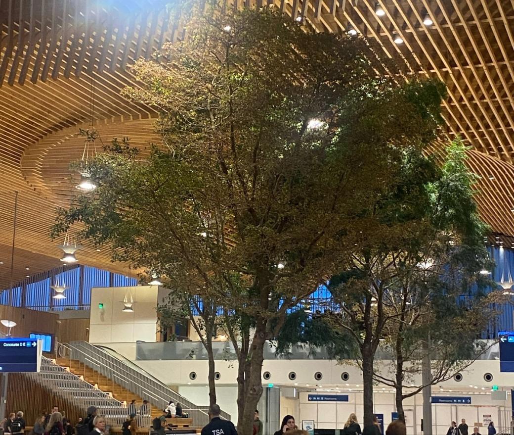 A couple of large indoor trees with people walking nearby, under a wood-beamed ceiling.