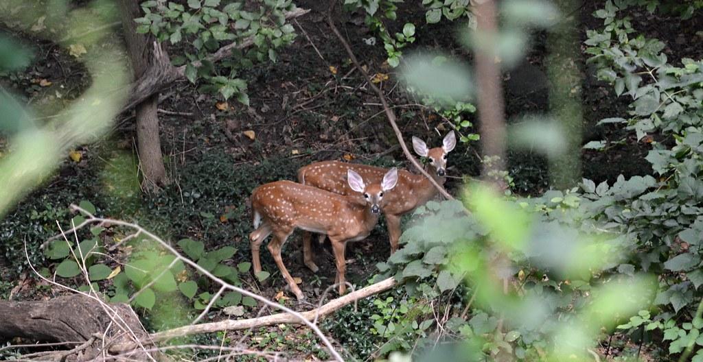 White Tail Deer in Oak Hill Cemetery.