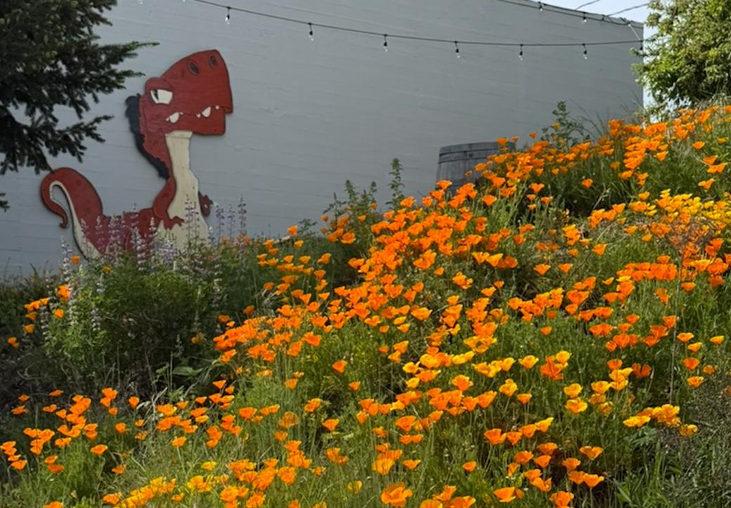 Orange poppies in the foreground. A cartoon dinosaur decorates a wall of a building in the background.