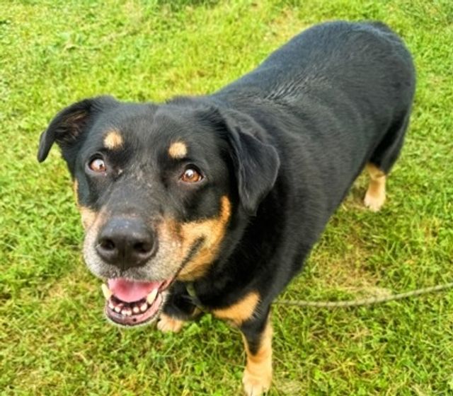 A black dog smiles at the camera.