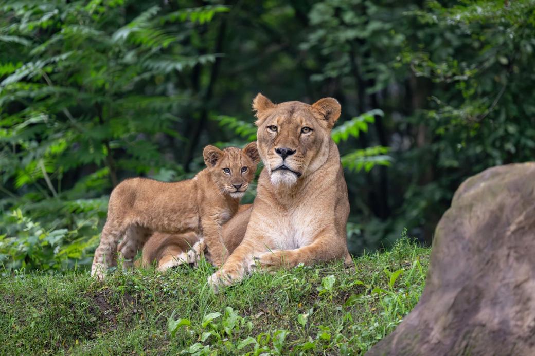 a mother lion and her cub lounge in a mossy spot