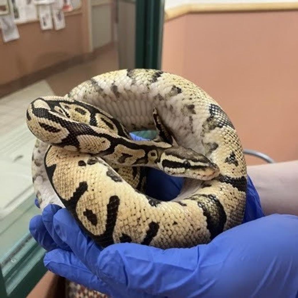 A person wearing latex gloves holds a curled up yellow and black ball python snake.