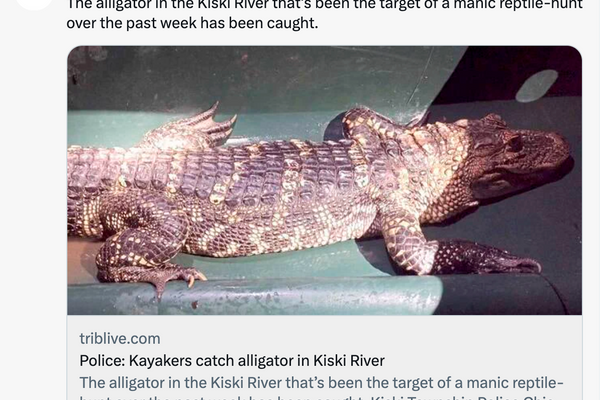 Pittsburgh's Weird History of Alligators on the Loose image