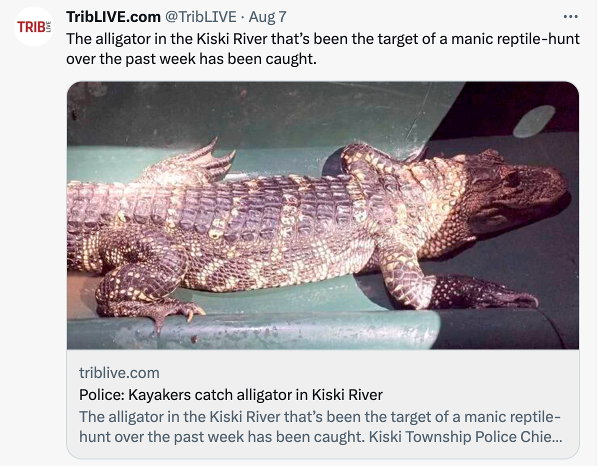A tweet about the Kiski River alligator from the Tribune Review. (@TribLIVE)