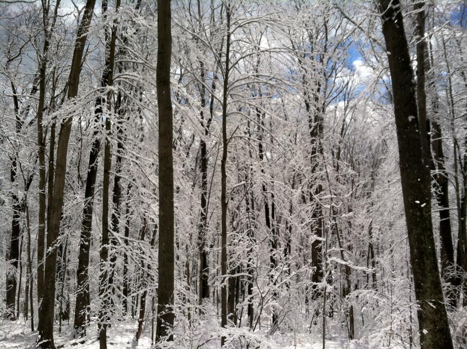 woods with snow on the trees