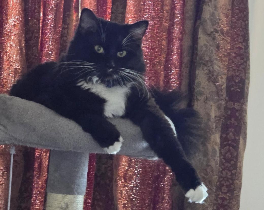 A black-and-white tuxedo cat on top of a gray cat tower looking at the camera. There are red sparkly curtains in the background.