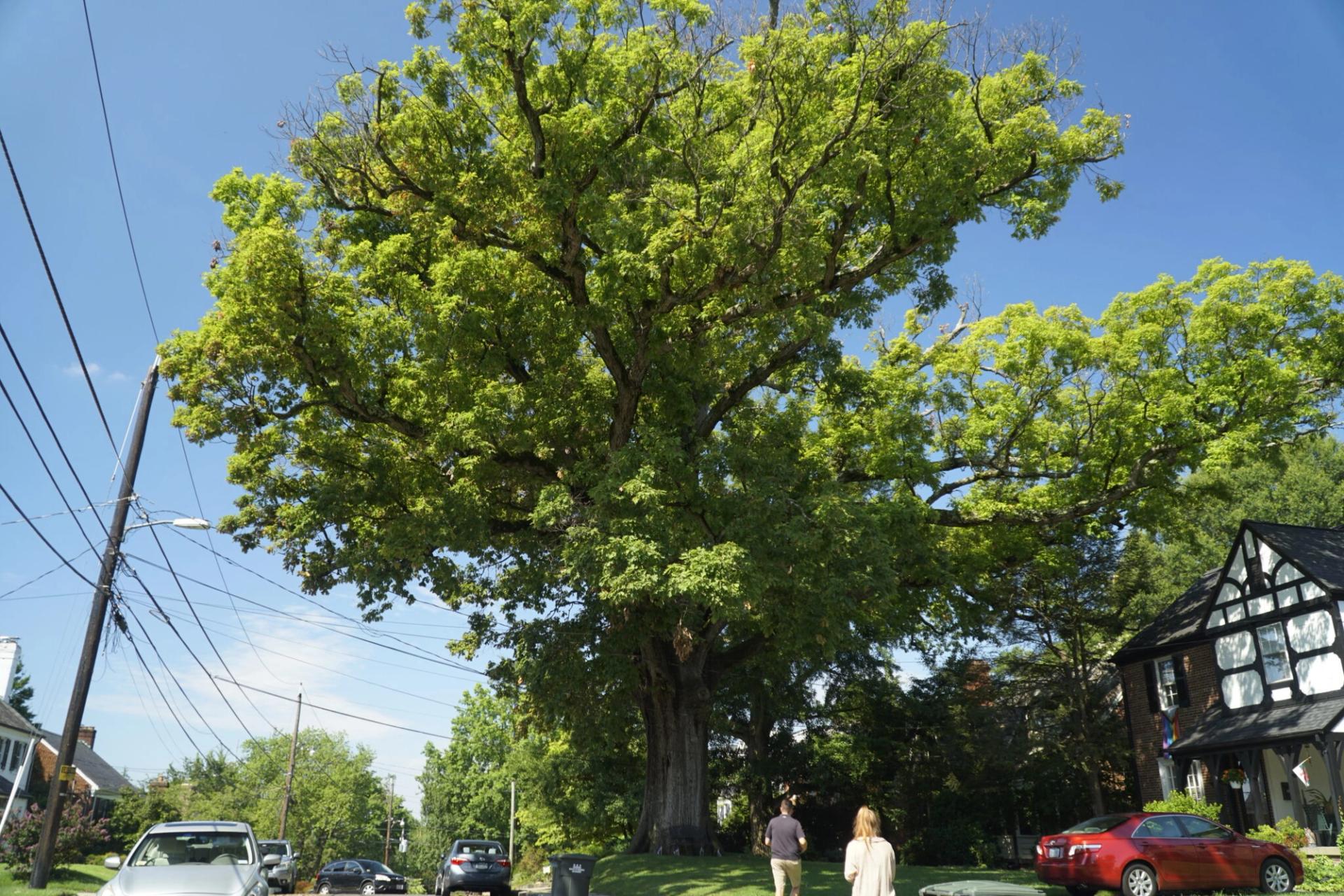 D.C.’s largest tree.
