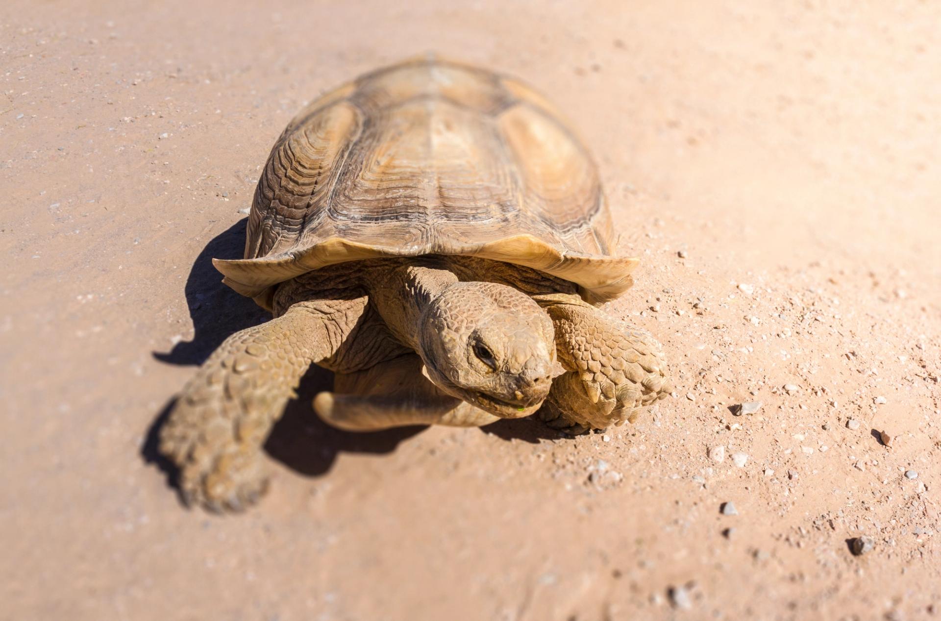 Desert tortoise in the dirt.