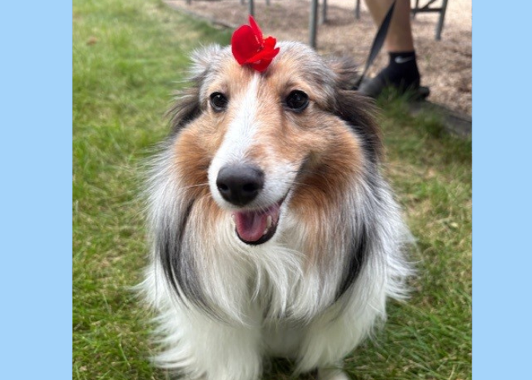 A sheltie dog with a red rose on its head.