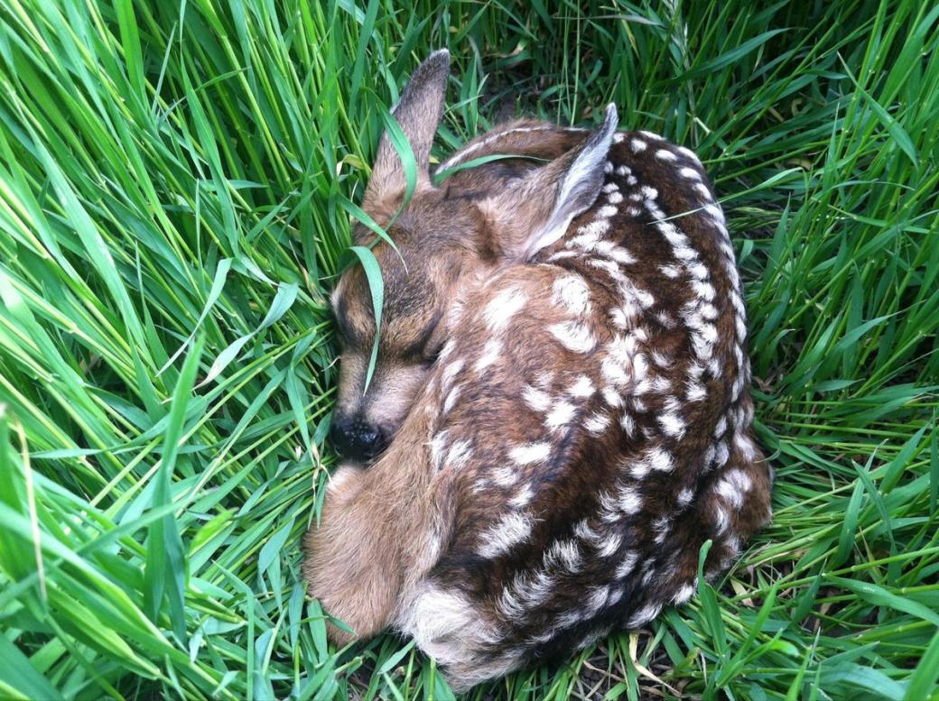 Baby deer curled up sleeping on green grass.