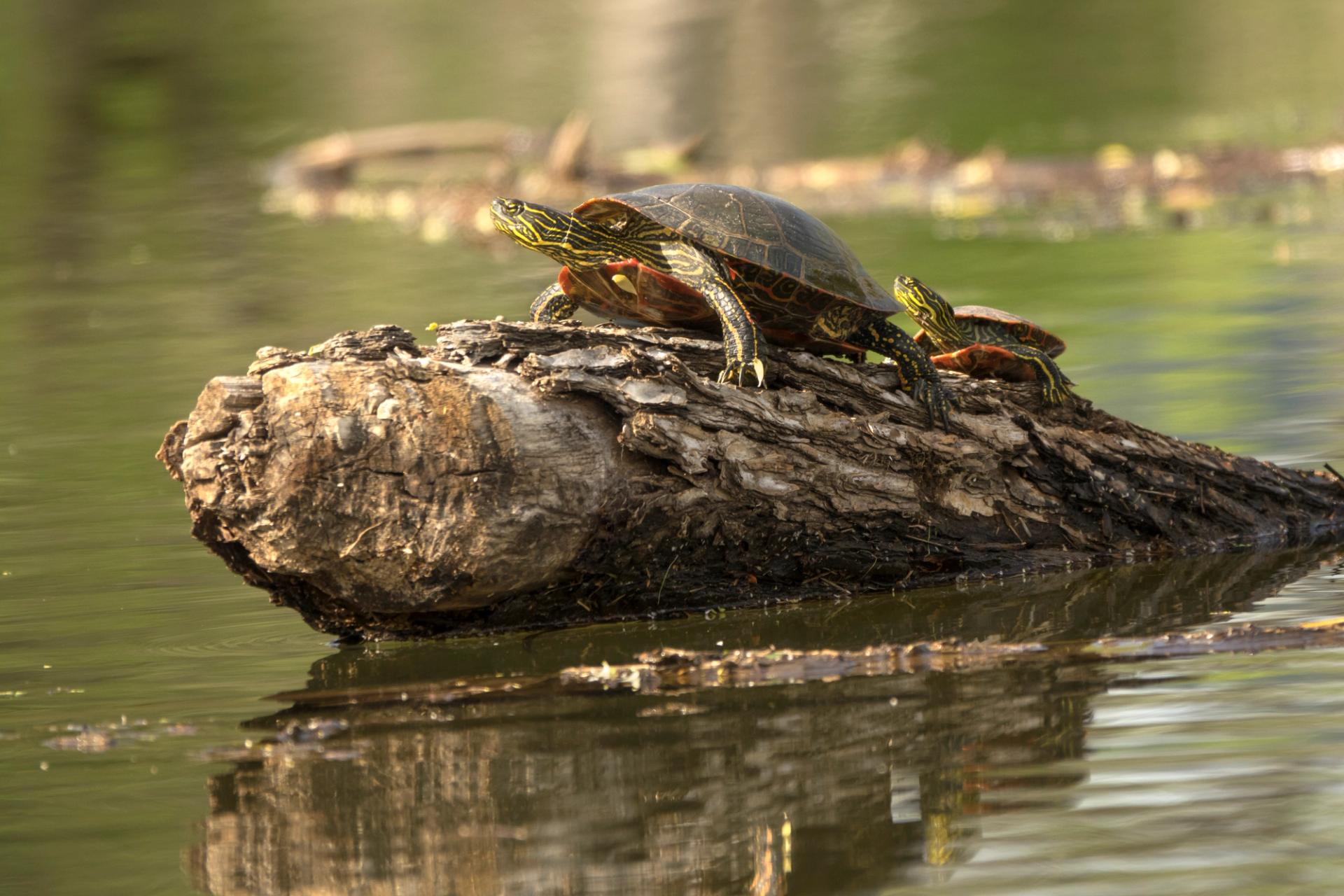 Stretched out and sunning themselves on a floating log, wild painted turtles (Chrysemys picta) enjoy the calm water