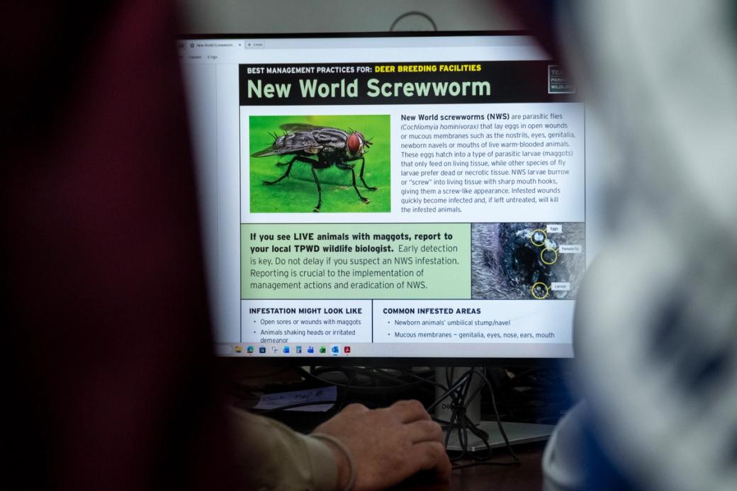 A webpage describing New World screwworms.