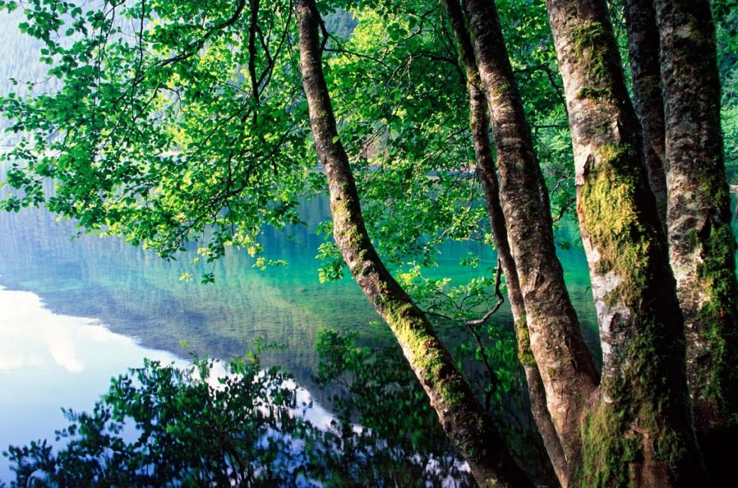 An Alder tree on the shore of Crescent Lake.