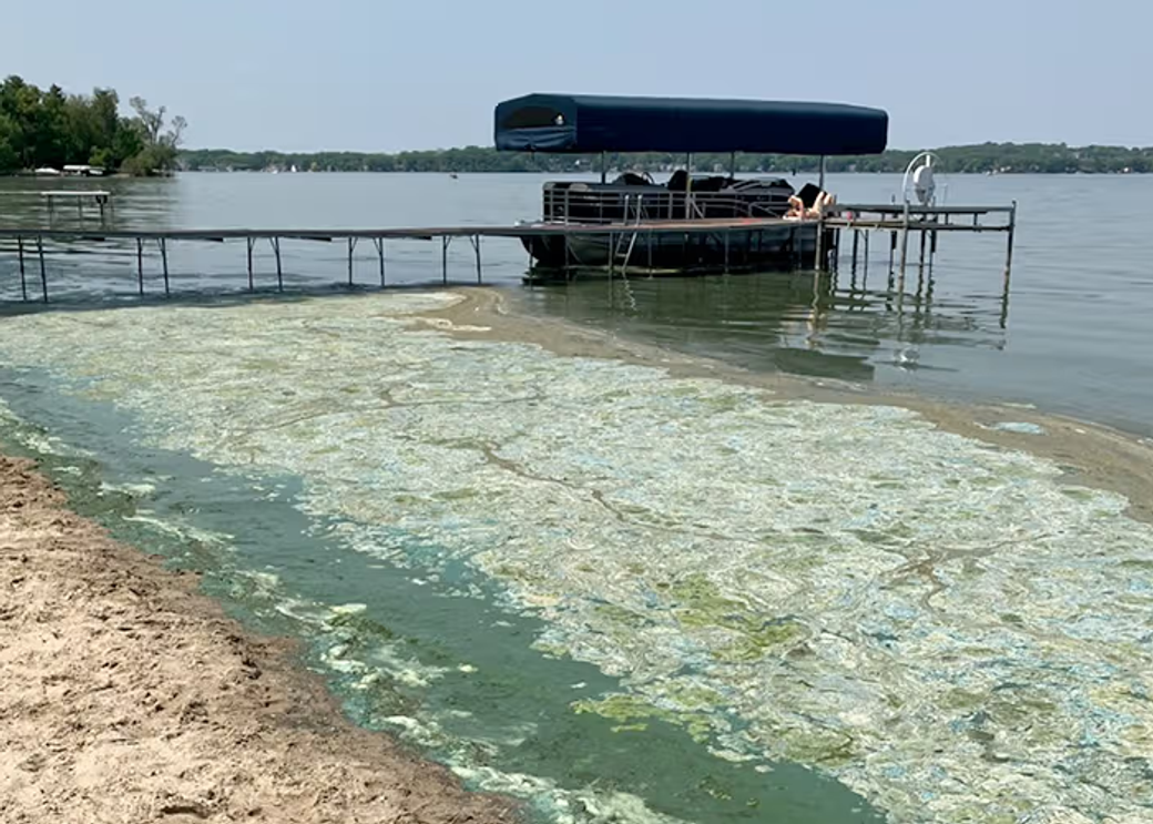 The shore of a lake with blue-green algae in the water.