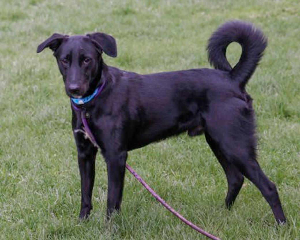 A black dog on a leash, tail up, in a grassy field.