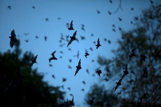 Photo of bats like the kind that live in Las Vegas.
