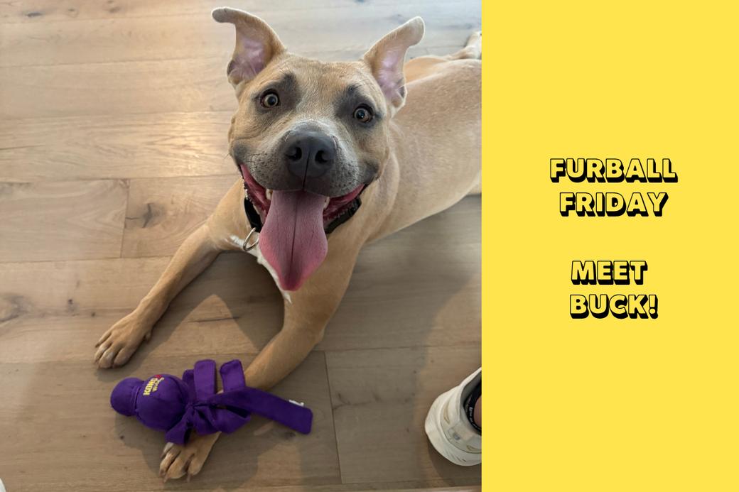On the left, a photograph of a tan pit mix smiling at the camera while he lays down on the floor with a purple toy. On the right, text reads "Furball Friday" and "Meet Buck" against a yellow background.